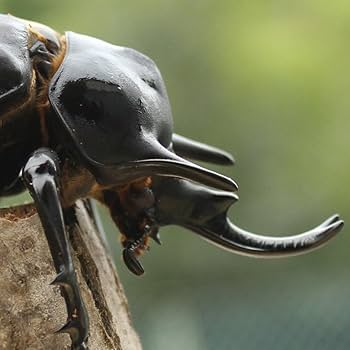 T*u様 アクティオンゾウカブト 楽天市場】最重量BIG！【DDA】レックスゾウカブト(アクティオン